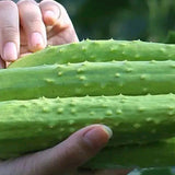 Hybrid-F1-Fruits-Cucumber-Seeds