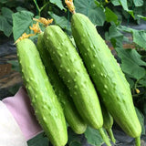 Hybrid-F1-Fruits-Cucumber-Seeds