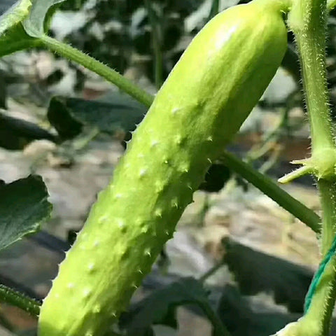 Hybrid-F1-Fruits-Cucumber-Seeds
