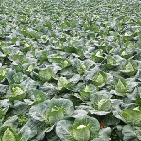 Hybrid F1 Green Cabbage Seeds
