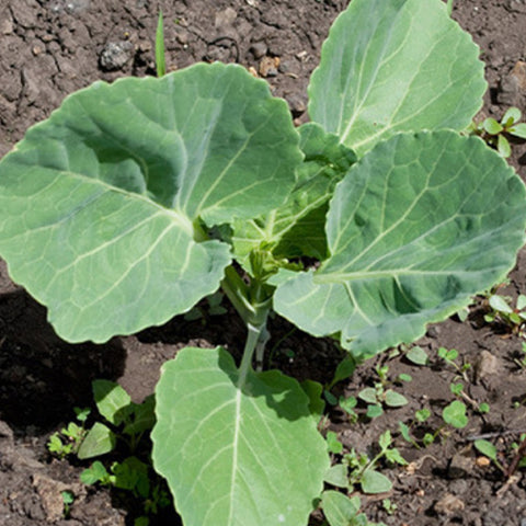 Hybrid F1 Green Cabbage Seeds