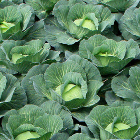 Hybrid F1 Green Cabbage Seeds