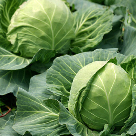 Hybrid F1 Green Cabbage Seeds
