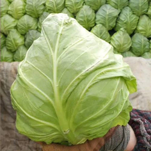 Optima Cabbage Hybrid F1 Green Cabbage Seeds – HeYou Seeds