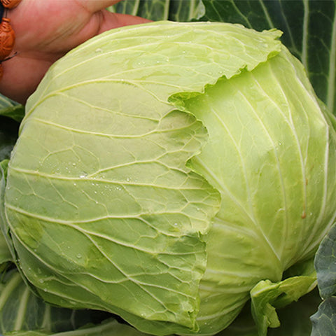 Hybrid F1 Green Cabbage Seeds