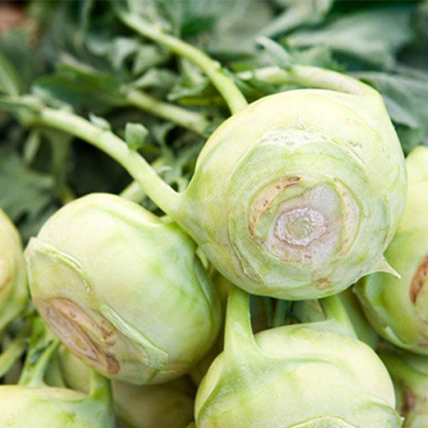 Hybrid F1 Green Kohlrabi Seeds