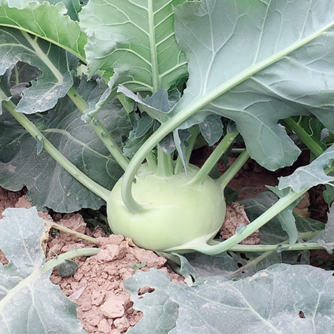 Hybrid F1 Green Kohlrabi Seeds