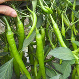 Hybrid-F1-Green-Line-Pepper-Chilli-Seeds