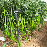 Hybrid-F1-Green-Line-Pepper-Chilli-Seeds