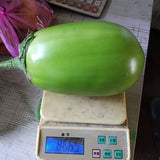 Hybrid-F1-Green-Oval-Eggplant-Aubergine-Seeds