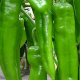 Hybrid-F1-Green-Ox-Horn-Pepper-Chilli-Seeds