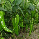 Hybrid-F1-Green-Ox-Horn-Pepper-Chilli-Seeds