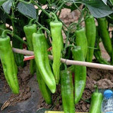 Hybrid-F1-Green-Ox-Horn-Pepper-Chilli-Seeds