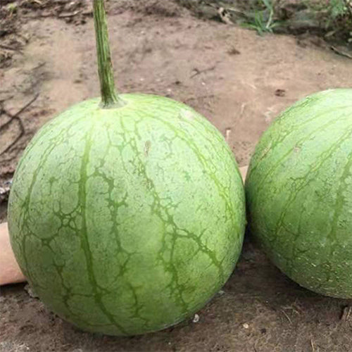 Hybrid-F1-Green-Skin-Yellow-Flesh-Watermelon-Seeds