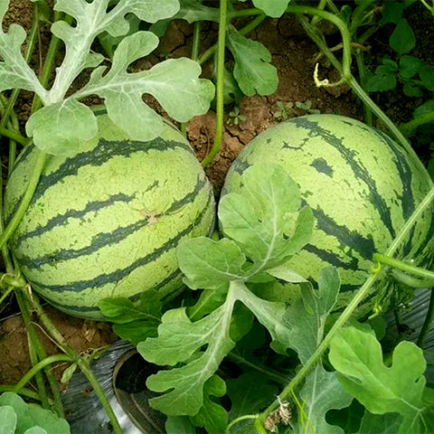 Hybrid-F1-Green-Skin-Yellow-Flesh-Watermelon-Seeds