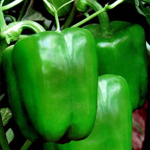Hybrid F1 Green Sweet Bell Pepper & Chilli Seeds