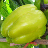Hybrid F1 Green Sweet Bell Pepper & Chilli Seeds