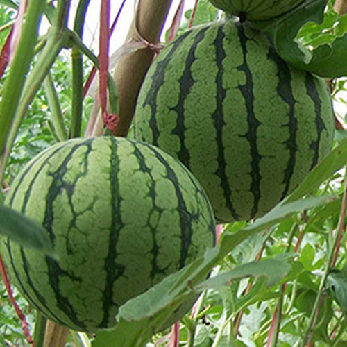 Hybrid-F1-Green-skin-yellow-flesh-Watermelon-Seeds