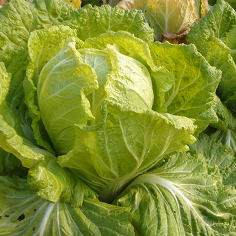 Hybrid-F1-Heat-Resistance-King-Chinese-Cabbage-Seeds