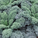 Hybrid F1 Kale Seeds