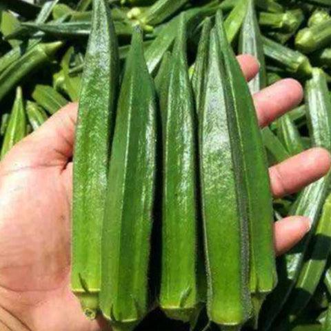 Hybrid F1 Okra Seeds
