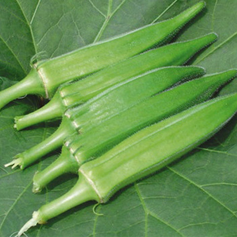 Hybrid F1 Okra Seeds