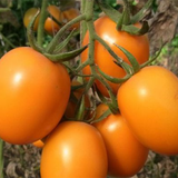 Hybrid F1 Orange Cherry Tomato Seeds