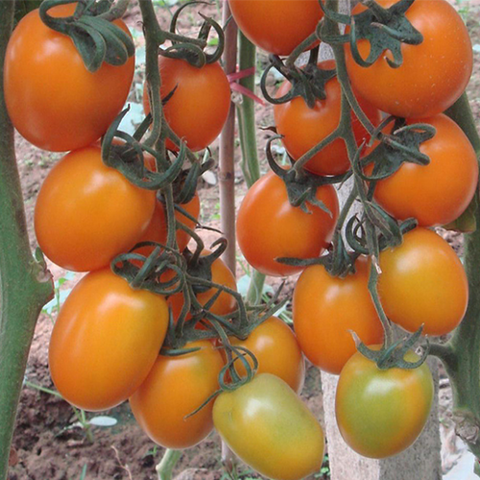 Hybrid F1 Orange Cherry Tomato Seeds