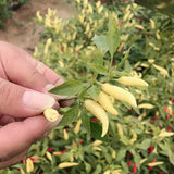 Hybrid-F1-Pickled-Pepper-Chilli-Seeds