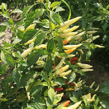 Hybrid-F1-Pickled-Pepper-Chilli-Seeds