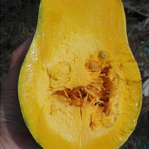 Hybrid-F1-Pumpkin-Squash-Seeds