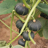 Hybrid-F1-Pumpkin-Squash-Seeds