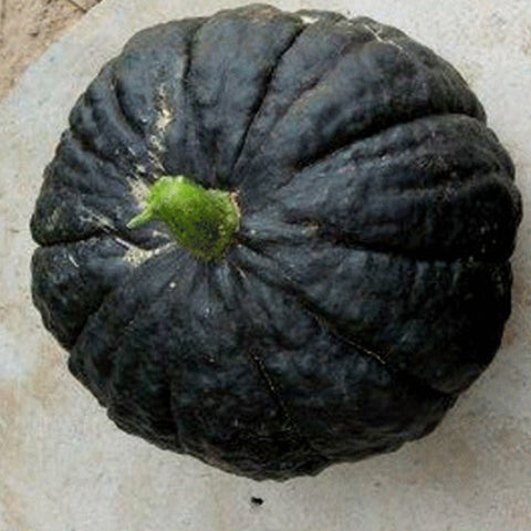 Hybrid F1 Pumpkin & Squash Seeds