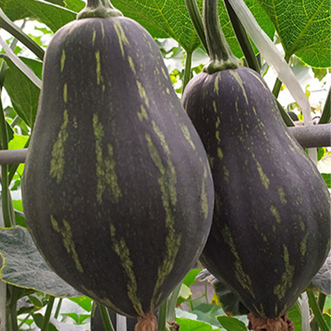 Hybrid-F1-Pumpkin-Squash-Seeds