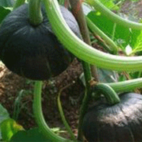 Hybrid F1 Pumpkin & Squash Seeds