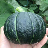 Hybrid-F1-Pumpkin-Squash-Seeds