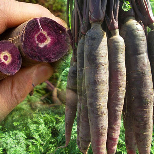 Hybrid F1 Purple Carrot Seeds