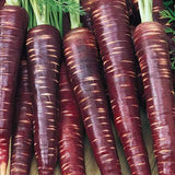 Hybrid F1 Purple Carrot Seeds