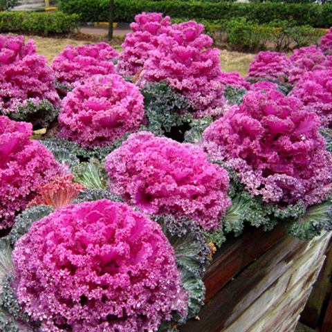 Hybrid F1 Purple Kale Seeds