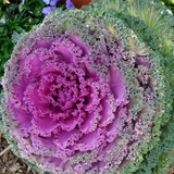 Hybrid F1 Purple Kale Seeds