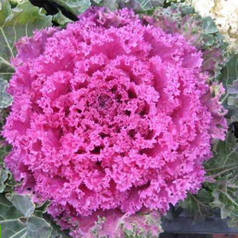 Hybrid F1 Purple Kale Seeds