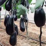 Hybrid-F1-Purple-Oval-Eggplant-Aubergine-Seeds