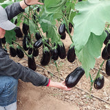 Hybrid-F1-Purple-Oval-Eggplant-Aubergine-Seeds