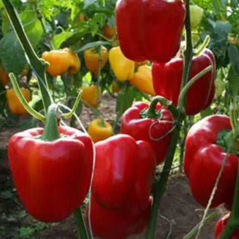 Hybrid F1 Purple Sweet Bell Pepper & Chilli Seeds