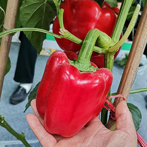 Hybrid F1 Purple Sweet Bell Pepper & Chilli Seeds