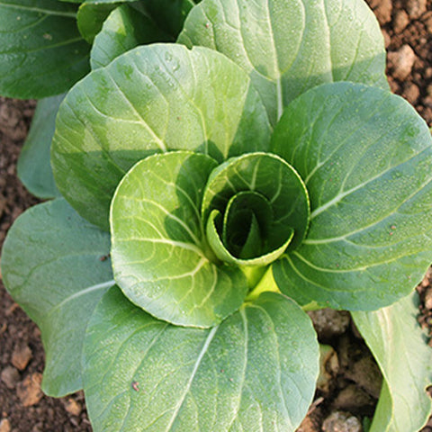 Hybrid-F1-Rape-Cole-Seeds