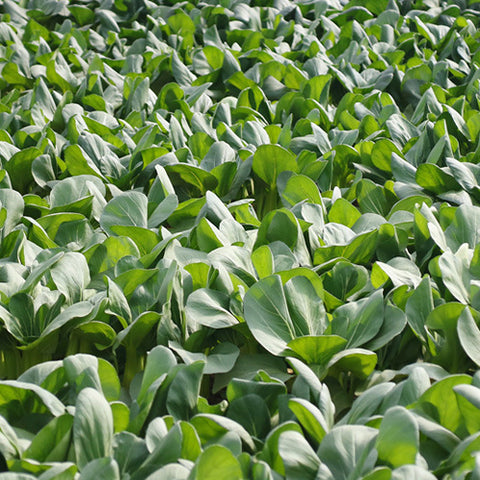 Hybrid-F1-Rape-Cole-Seeds