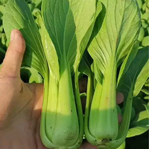 Hybrid-F1-Rape-Cole-Seeds