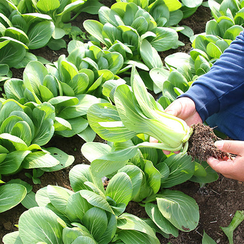 Hybrid-F1-Rape-Cole-Seeds