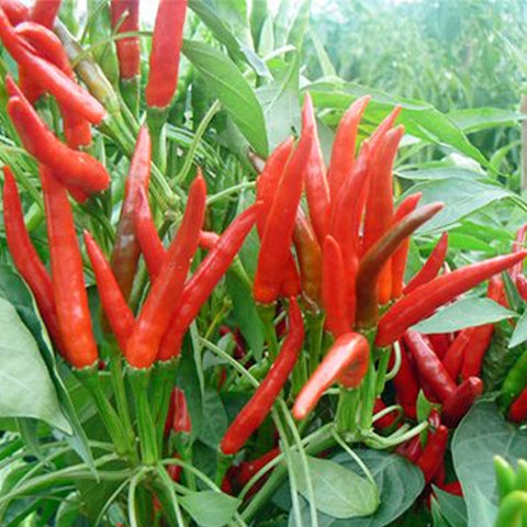 Hybrid-F1-Red-Pepper-Hot-Chilli-Seeds